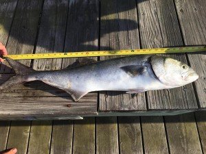 18643886_10100123917602028_22911136_n