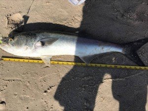 18676643_1244747068971268_929802748_o