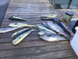 18486097_1817548585227519_6914499285458366215_n