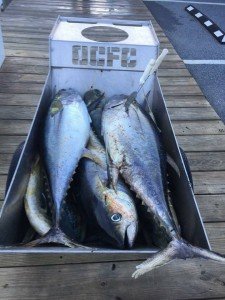 18486066_1817548595227518_1609386892215894793_n