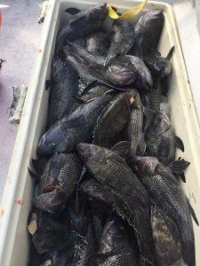 18447571_1330768626999647_8068082226635904846_n