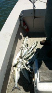 IMG_20170516_133945927_TOP