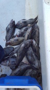 18486061_10158900317045105_6795984406138364800_n