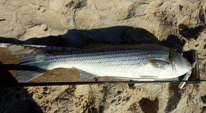 18493088_1109092642528056_2095563716_o