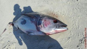 18471288_1109093419194645_112029464_n