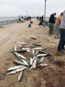 18403538_10203453503733773_303705028100567108_n