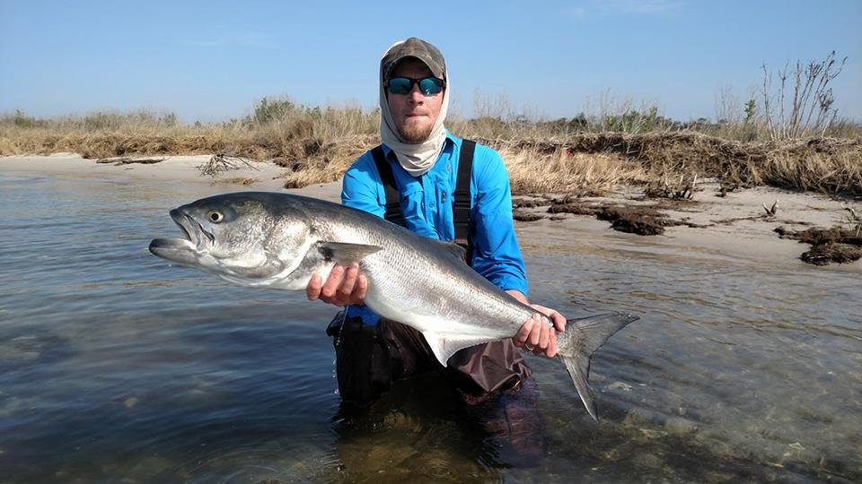 Bigger Bluefish