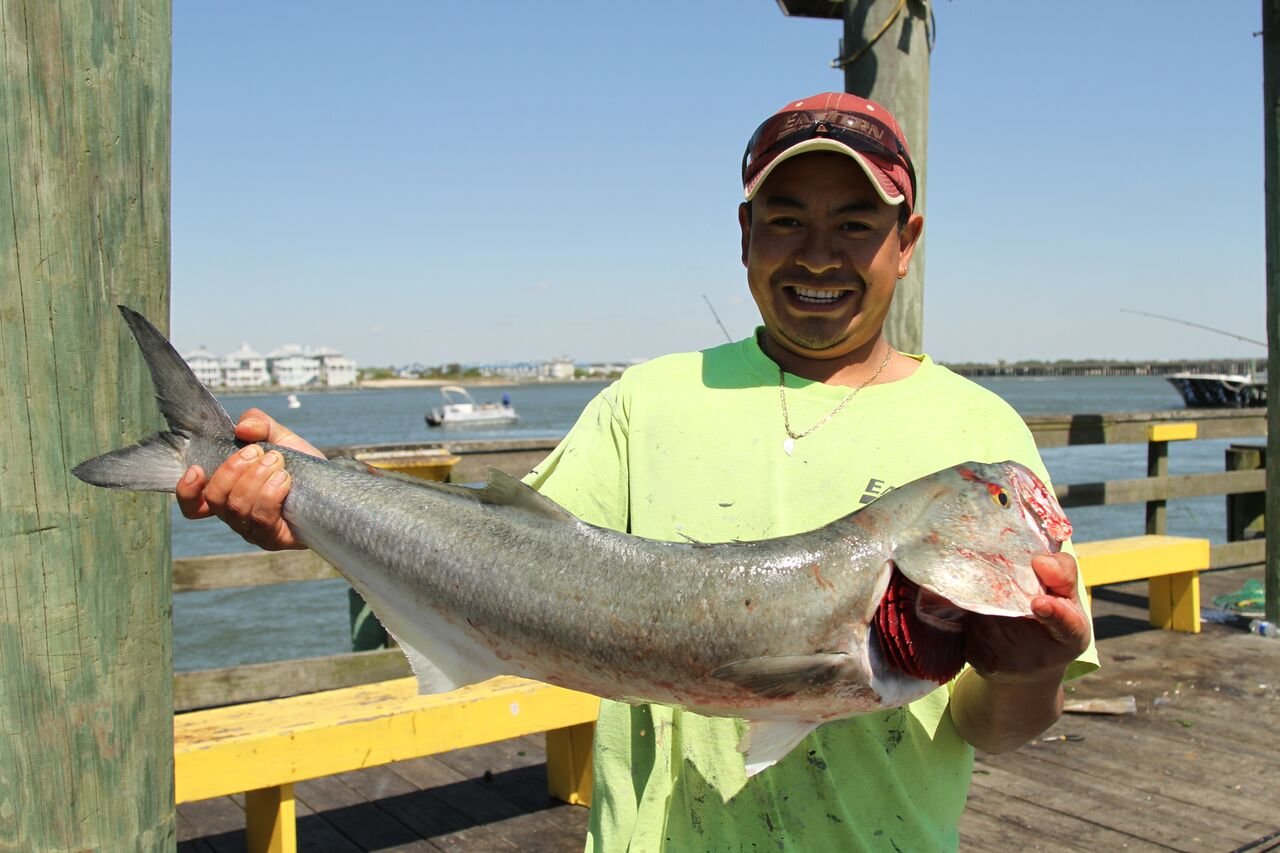 Biggest Bluefish So Far This Year