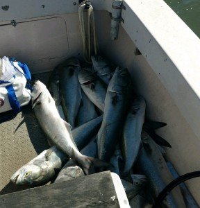 IMG_20170502_101632466