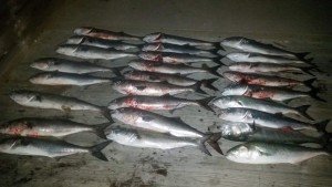 thumbnail_FB_IMG_1493609909585