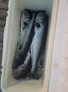 thumbnail_FB_IMG_1493694354880