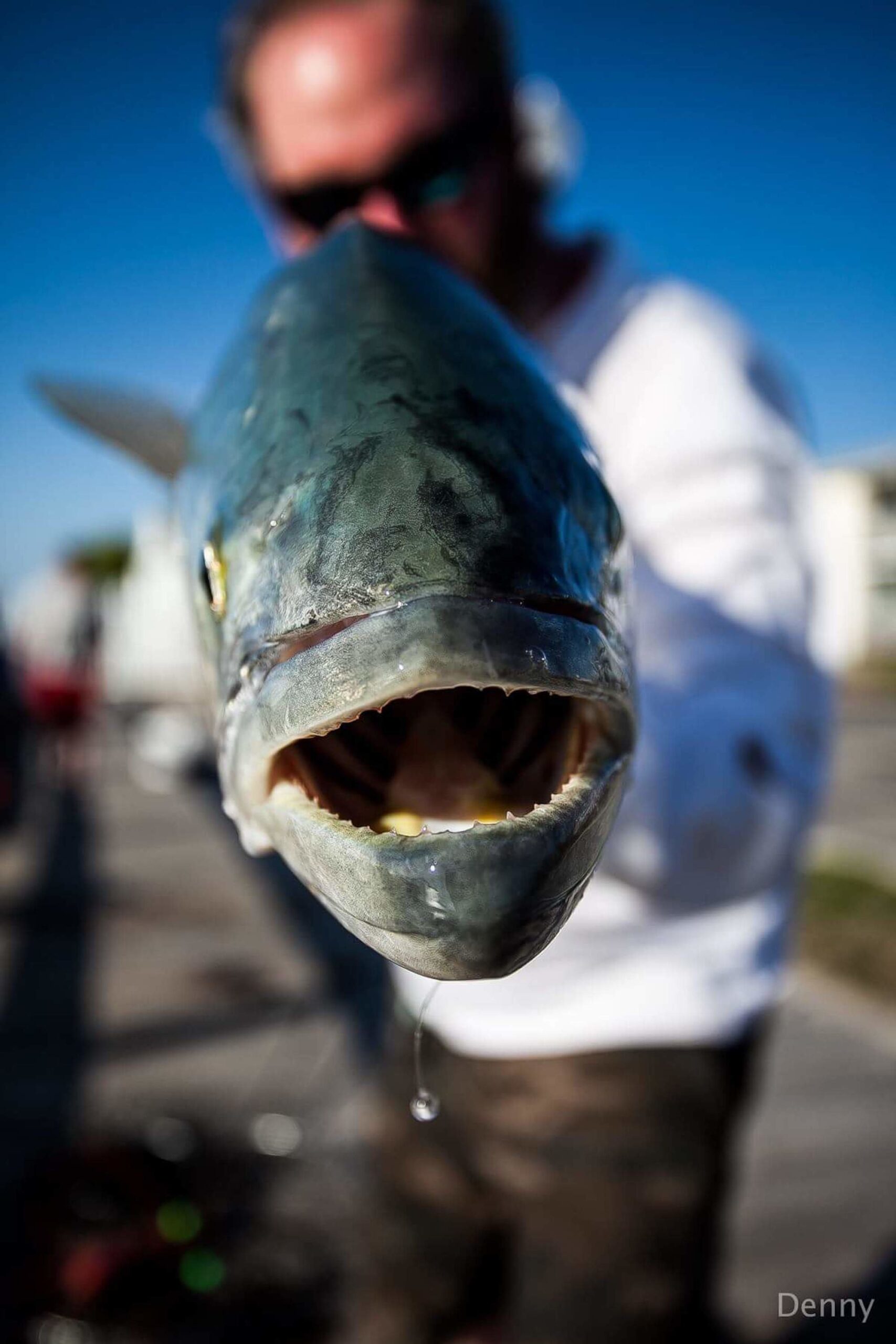 So Many Bluefish, So Little Time