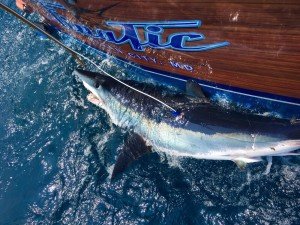 18261129_738310299683741_828666971_o