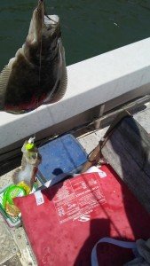 19437275_667375866790133_9125736419913135562_n