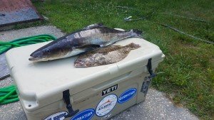 19366548_1368893459893419_1433080229382090895_n