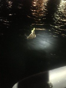 18920605_10212732293653426_4276873149729971540_n