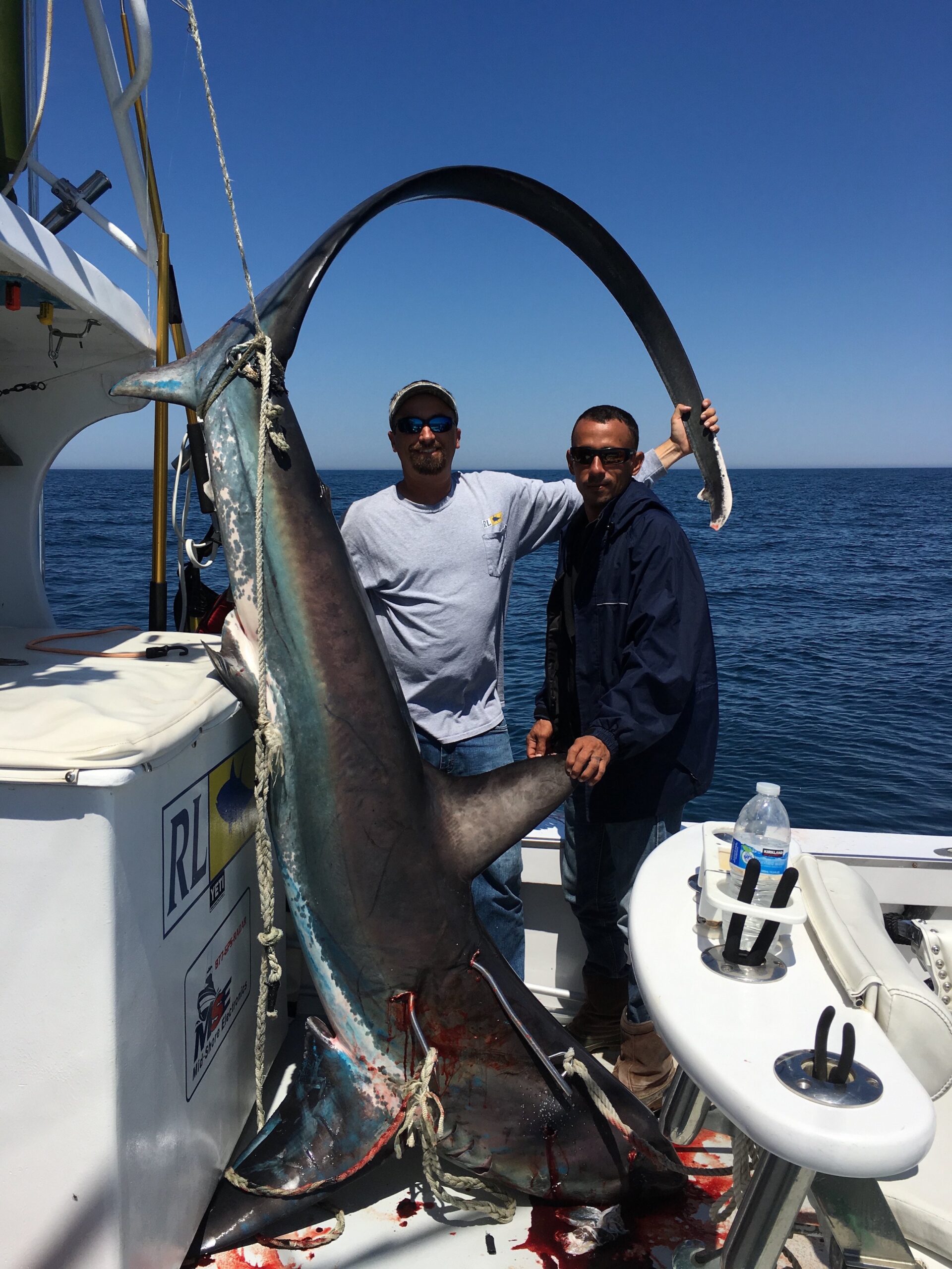 Another Huge Thresher Shark