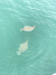 19858443_10211675158706481_697107667_n