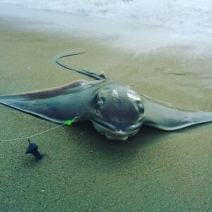 19832533_1557111261025694_23857744_n