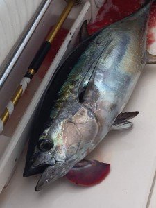 19756269_1886101234737061_1241679662_n