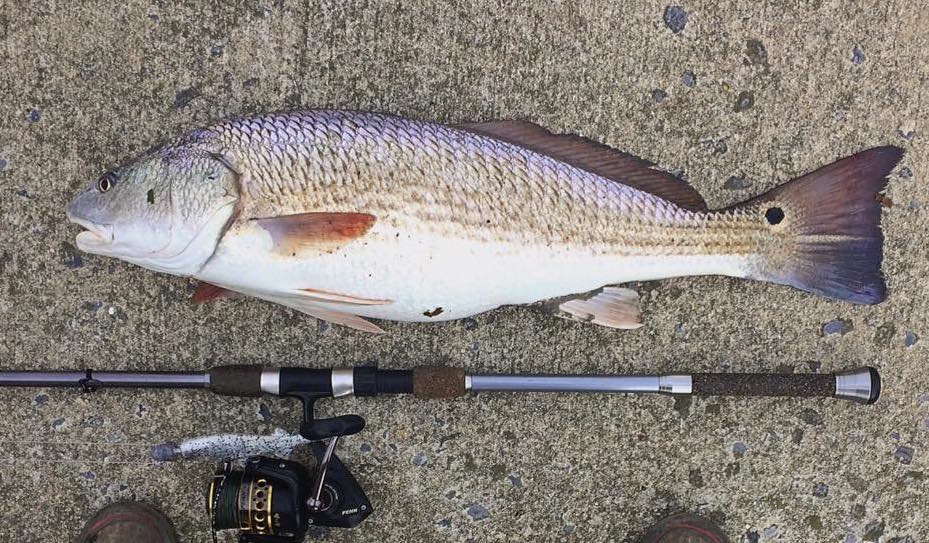 A Couple of Fish Today