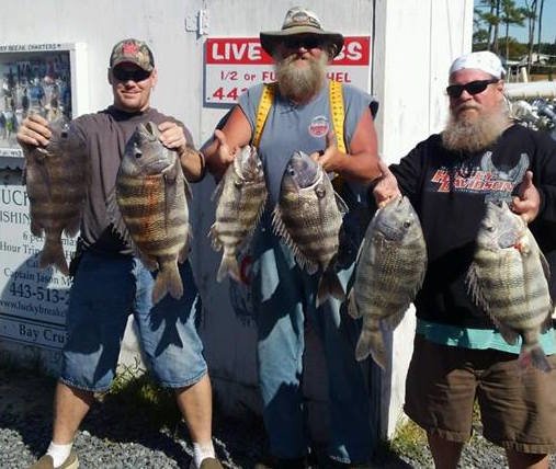 Big Bird on the Sheep