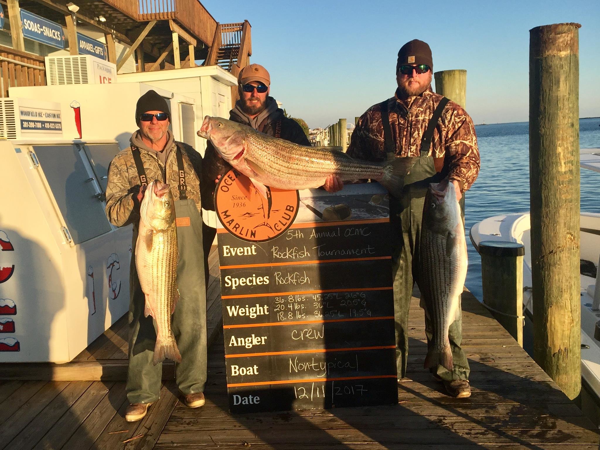 5th Annual Ocean City Marlin Club Rockfish Tournament is Underway