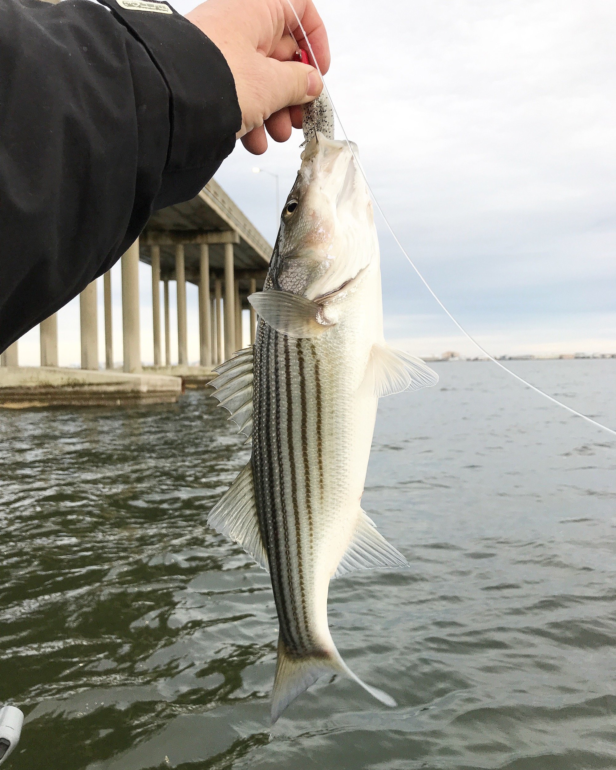 Rockfish at Route 90