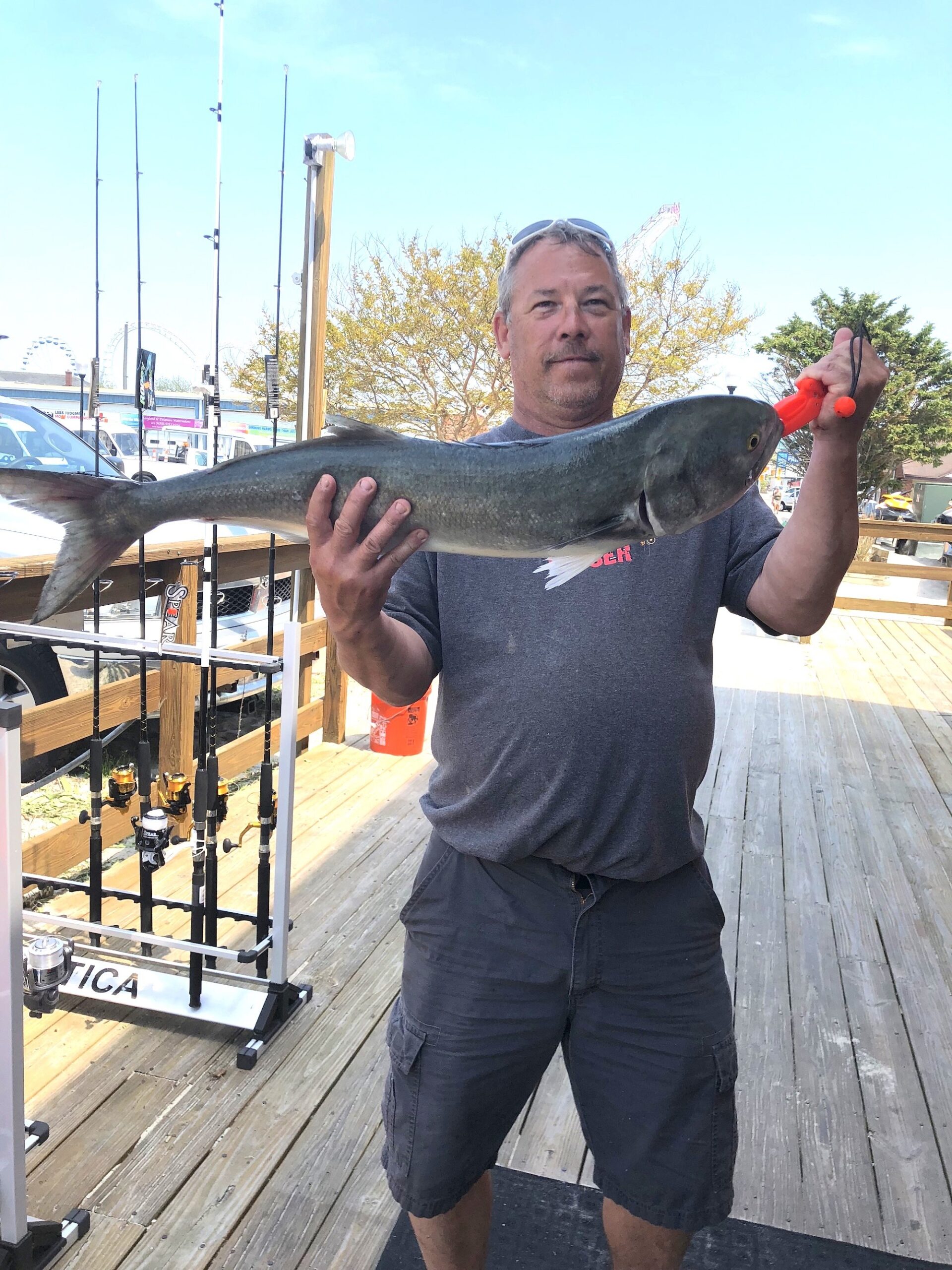 Big Bluefish Highlight A Beautiful Day