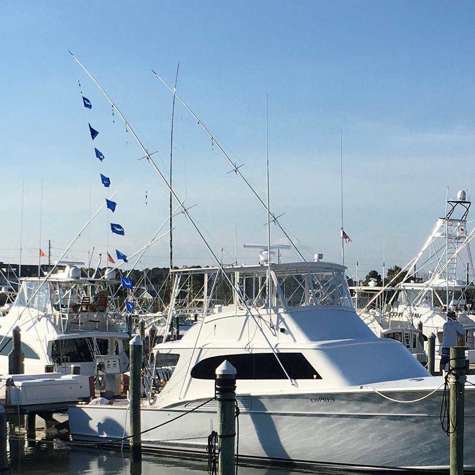 White Marlin Don’t Know Its October