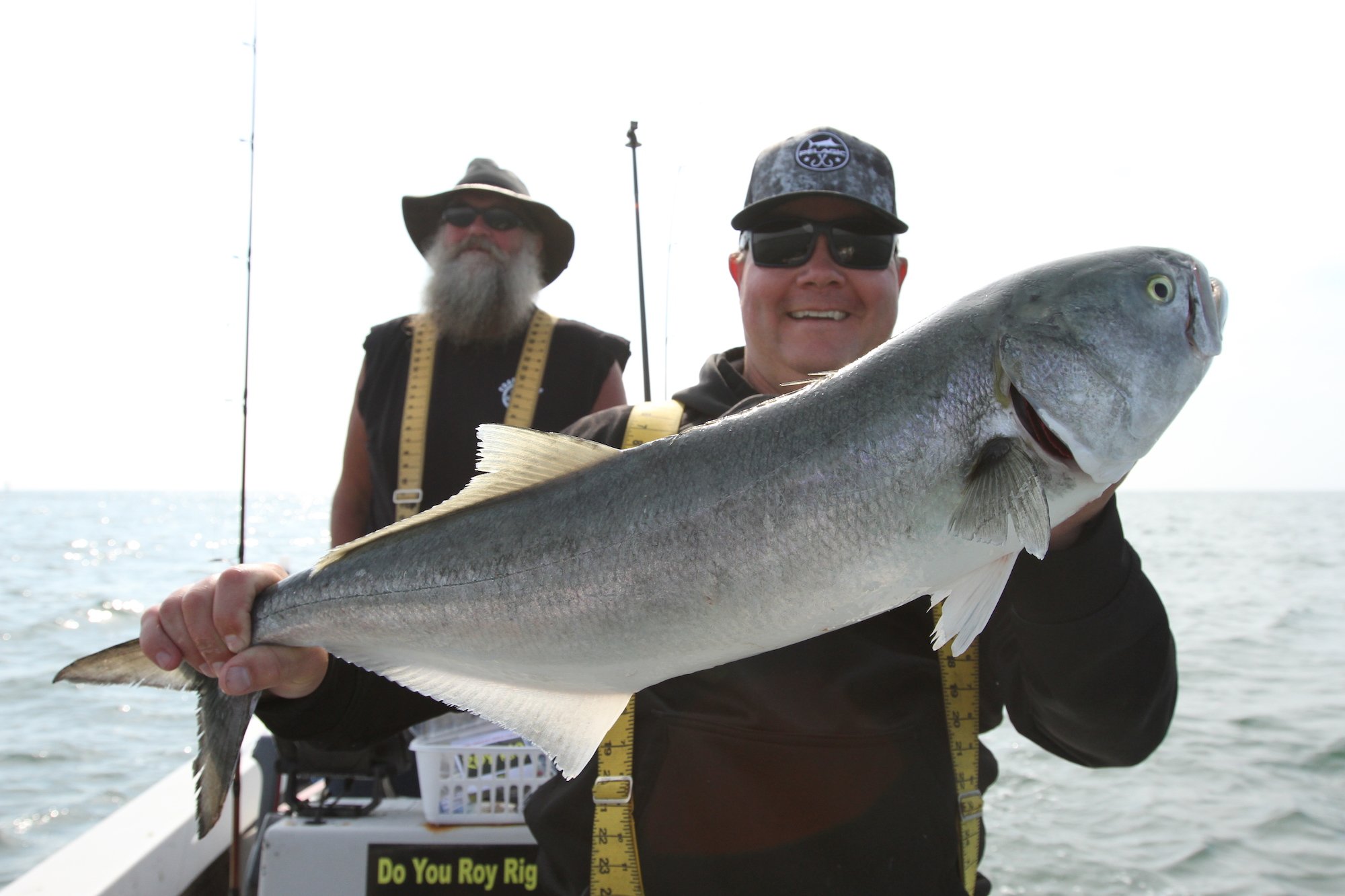 Some Big Bluefish Have Arrived