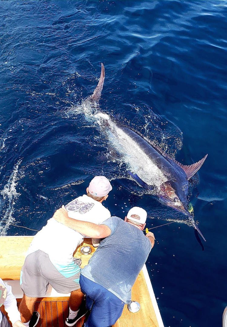 A Nice Blue and A Couple of First White Marlins