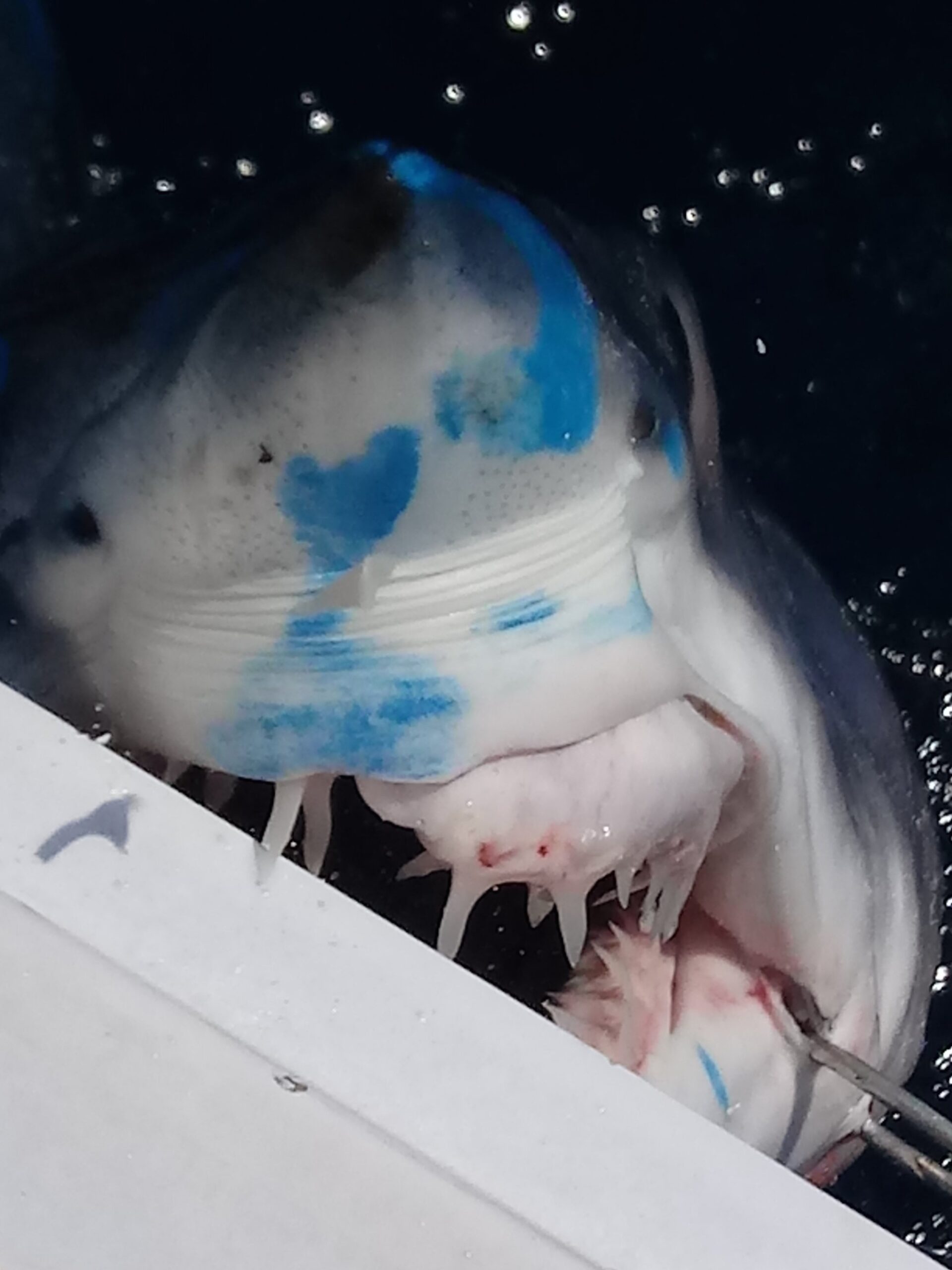Sharks All Day
