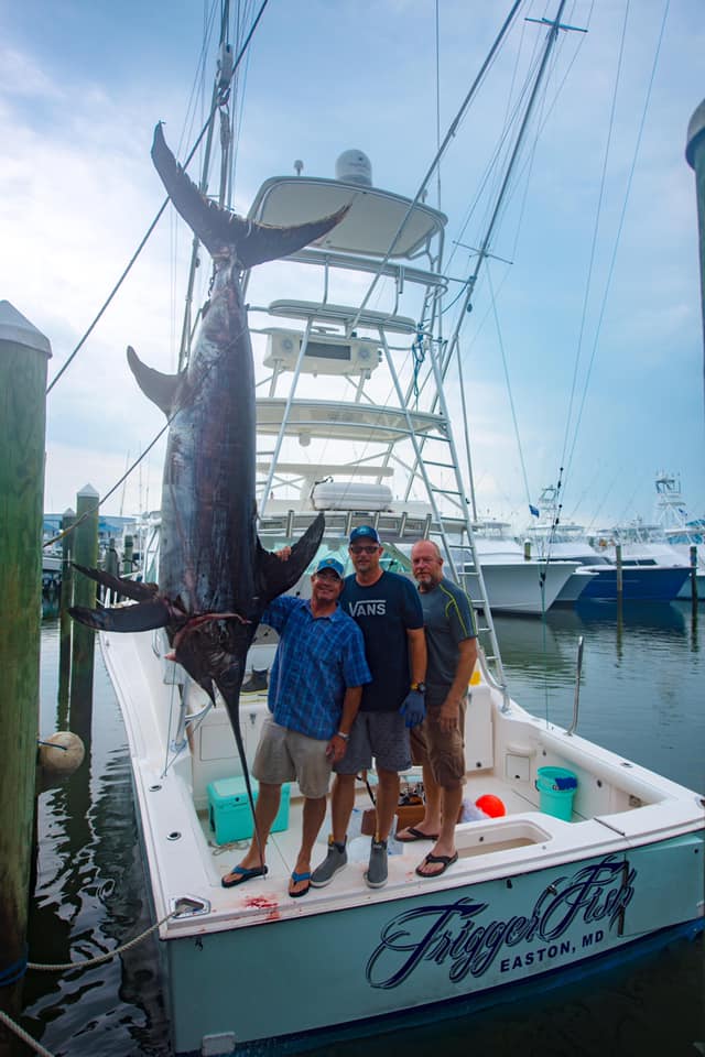 Stud Swordfish