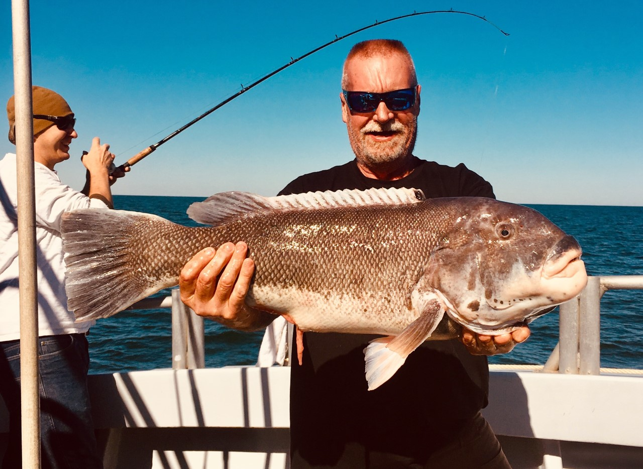 Very Large Tautoga Onitis