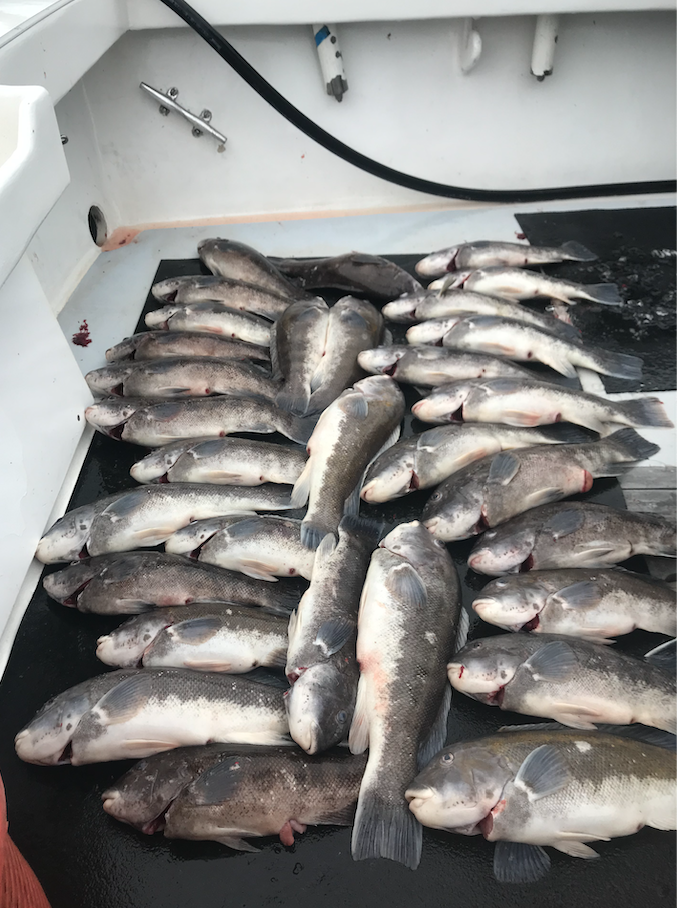 Decking Some Tautog