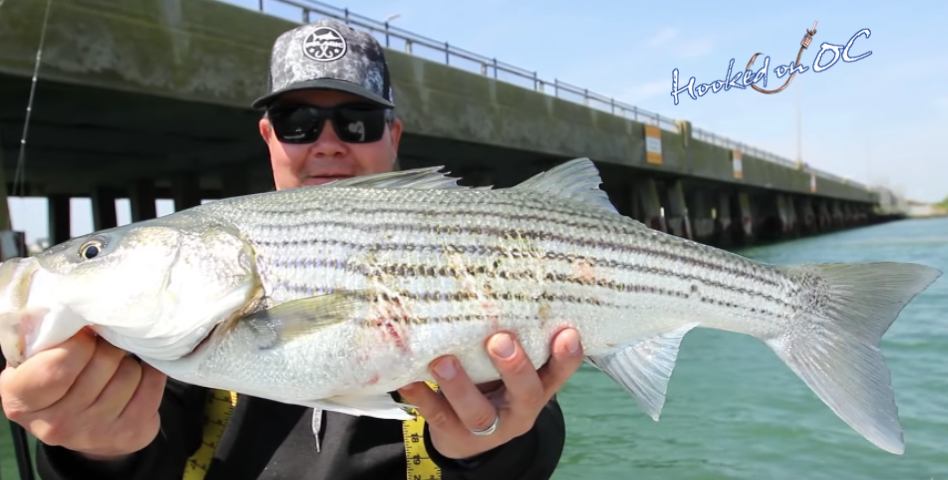 Maryland 2020 Atlantic Coast Striped Bass Regulations for Recreational Anglers and Charter Boats