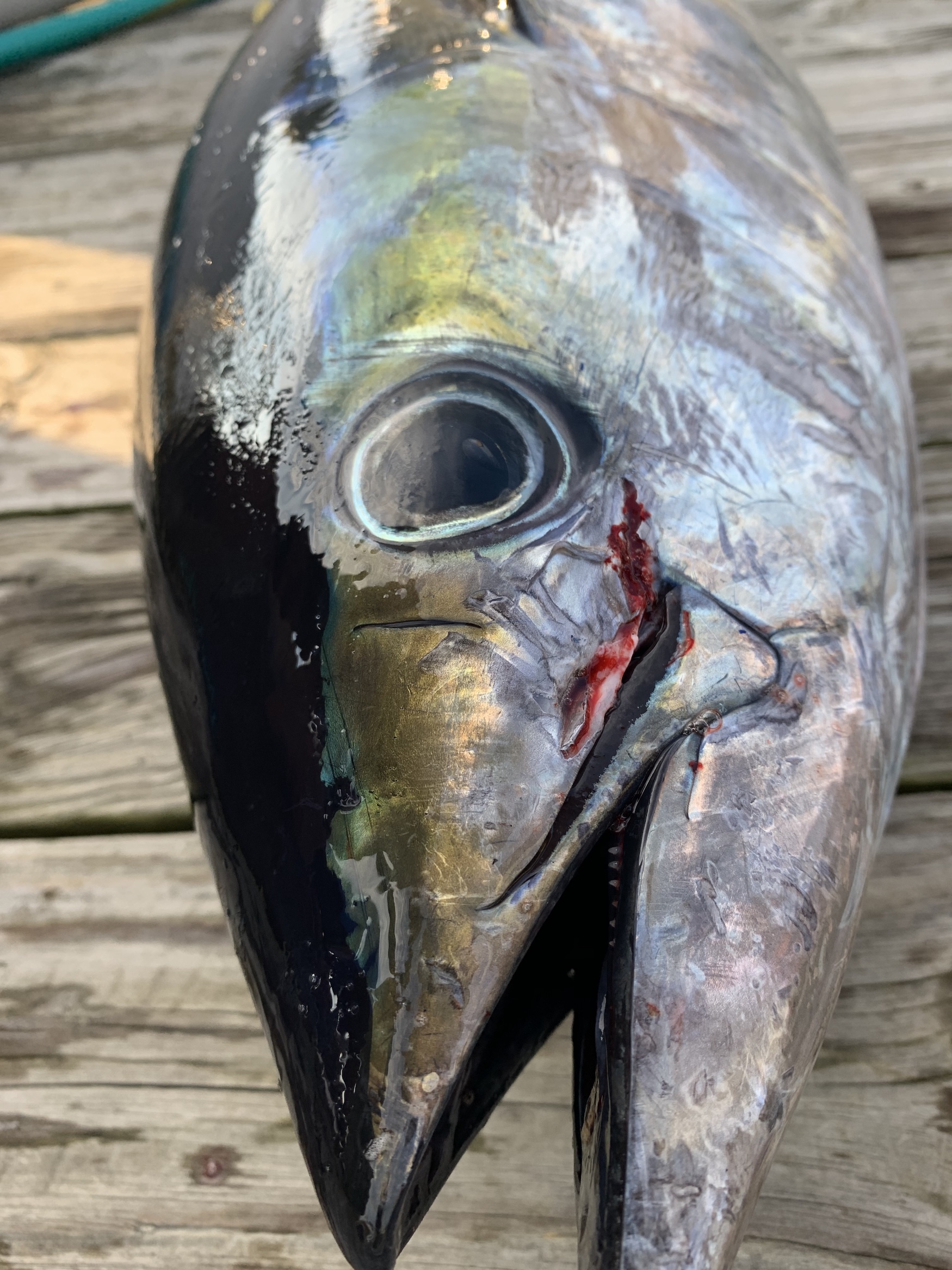 Good Fishing Despite the Rain