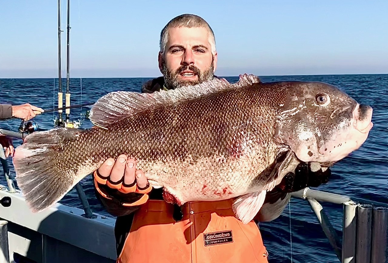 A Couple of 20 Pound Tautog