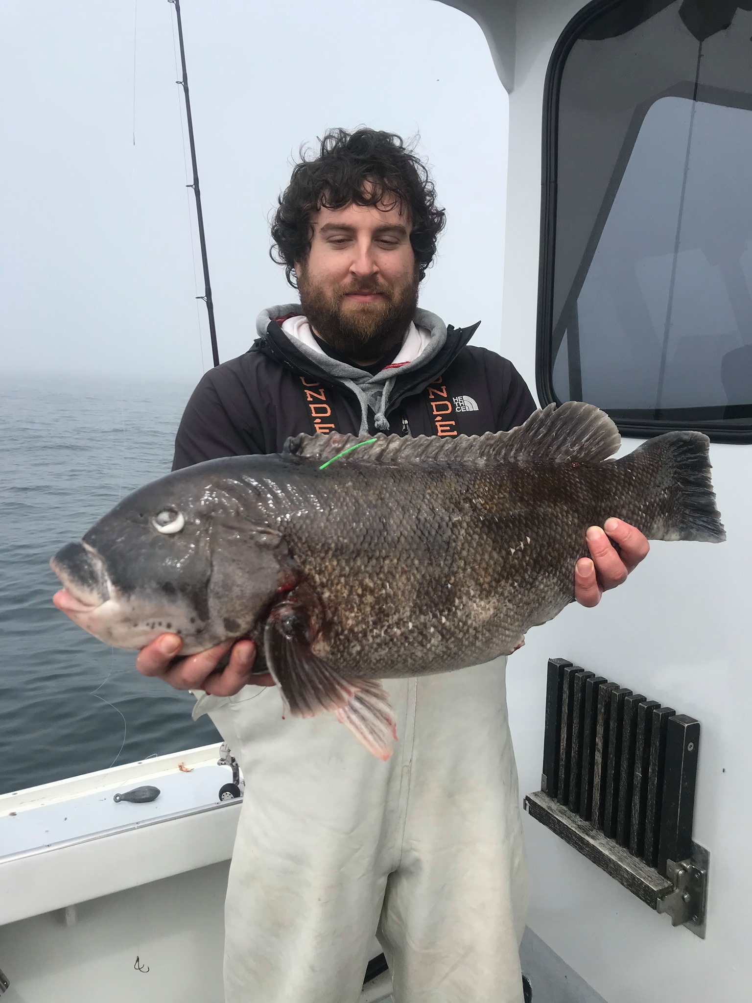 Tautog In The Ocean AND The Bay