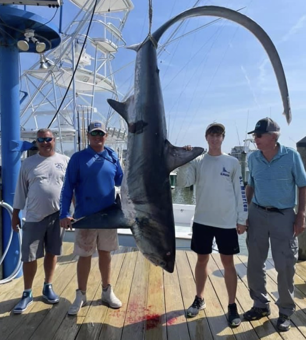 400 Pound Thresher Shark, More Tunas and Big Sea Bass