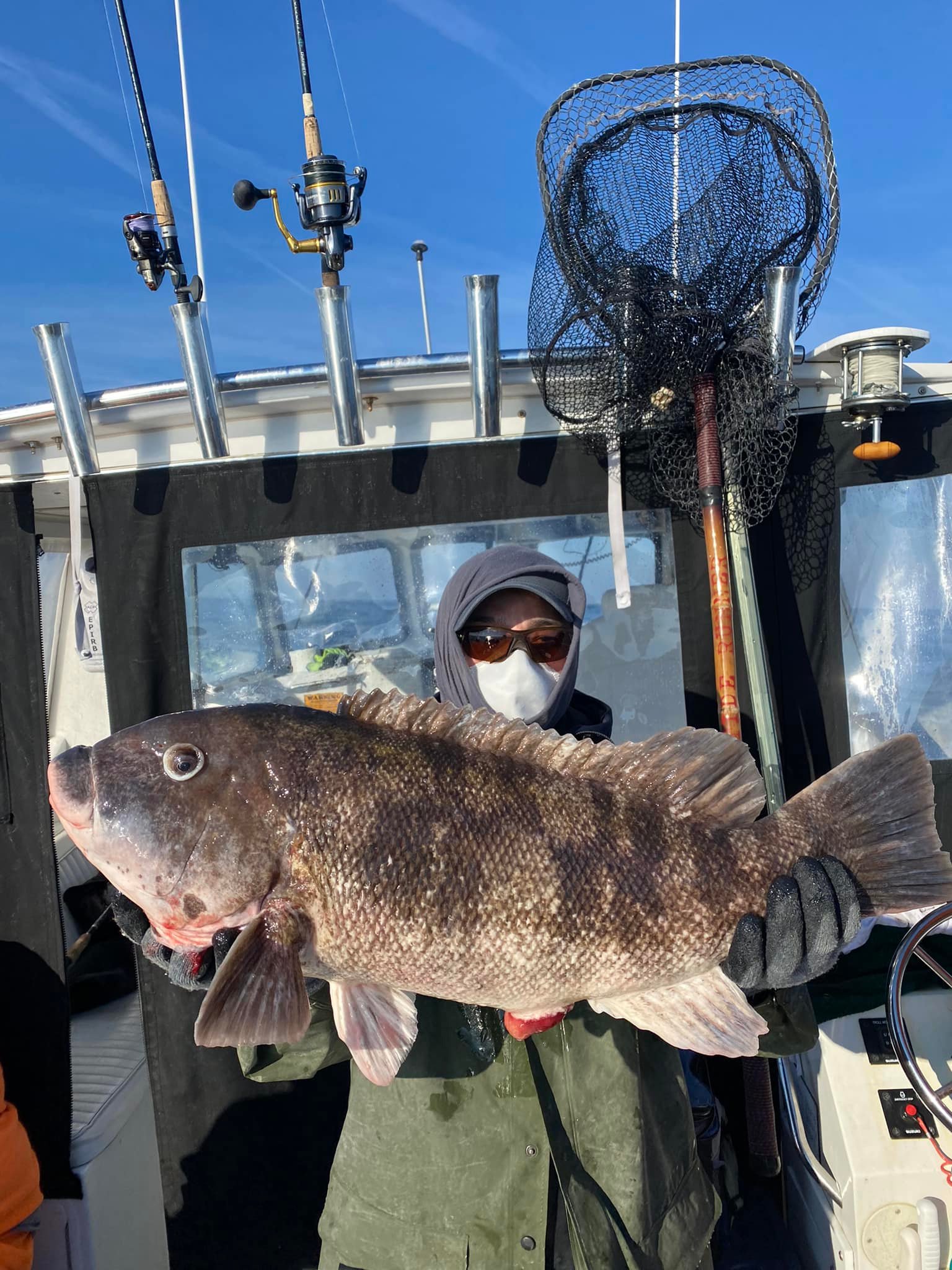Tautog Up to 16.5 Pounds