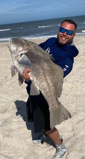 HUGE Black Drum From the Assateague Surf