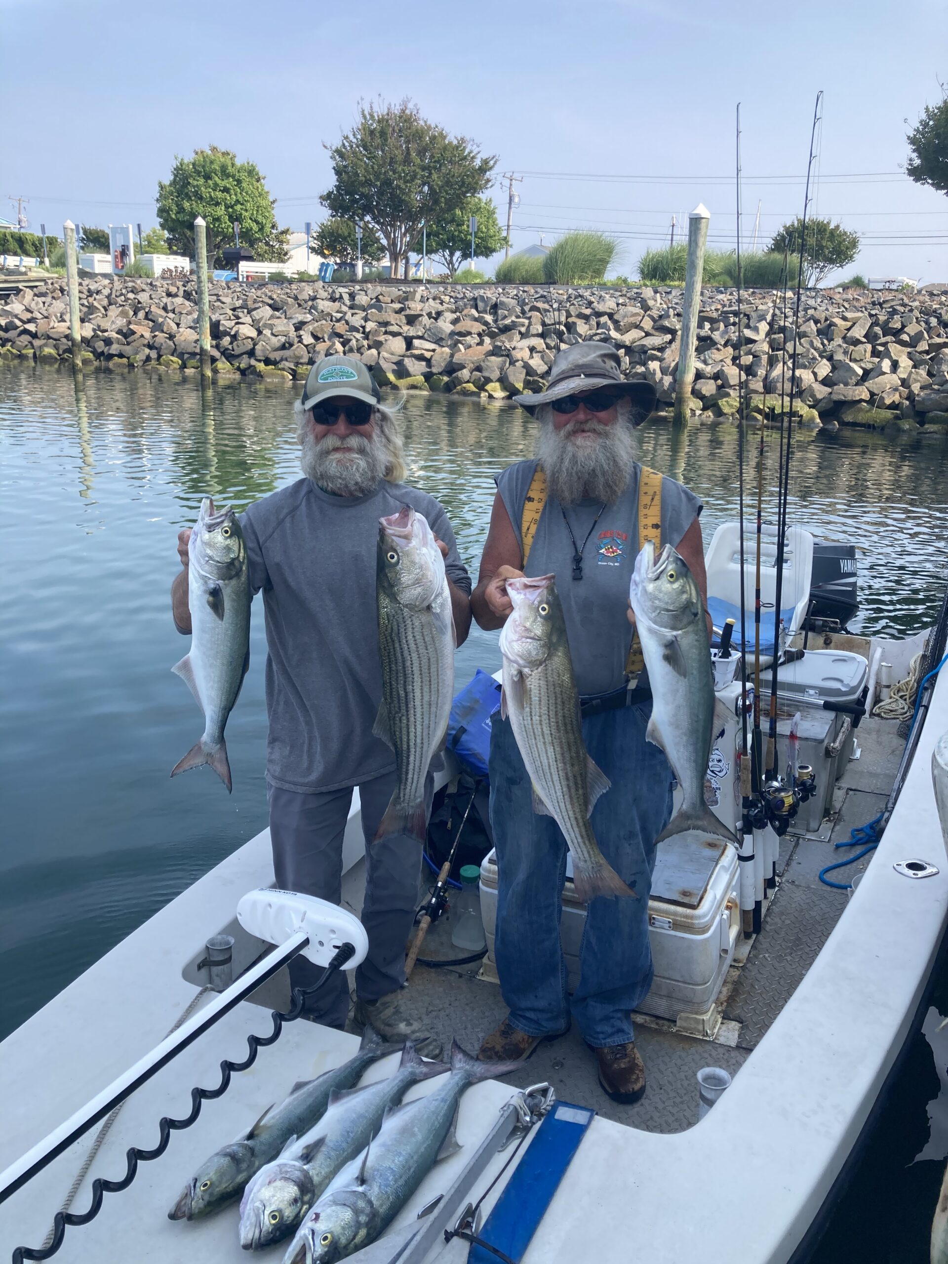 Keeper Rockfish, Some Big Bluefish and Some Nice Sea Bass