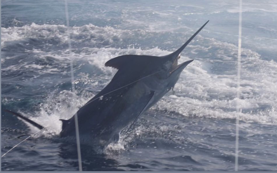 Blue Marlin, White Marlin and Black Sea Bass