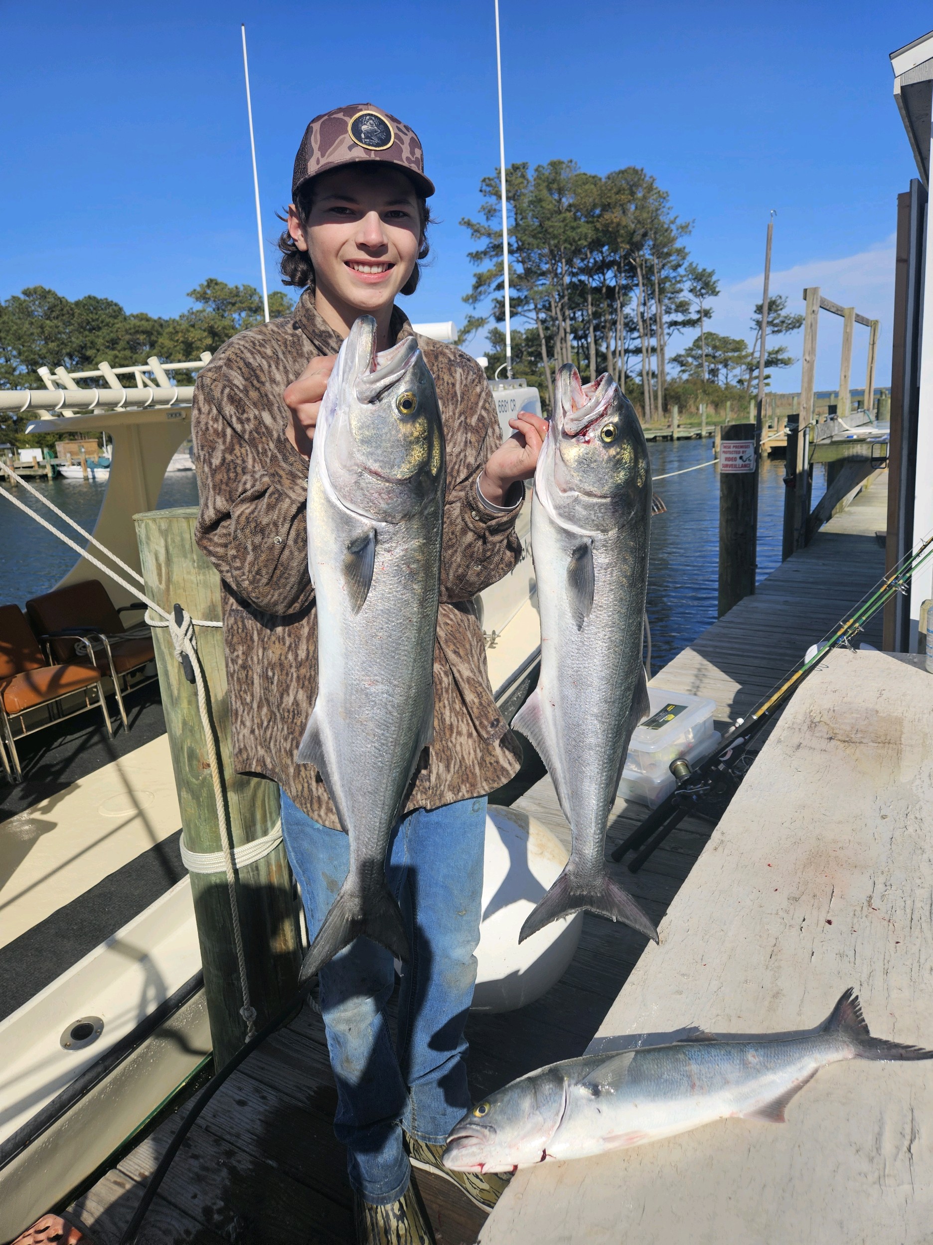 Some More Big Bluefish