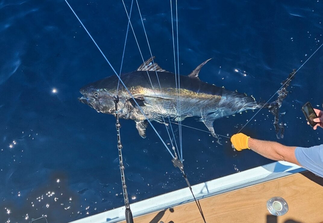 Bluefish in the Inlet and Giant Bluefins in the Deep