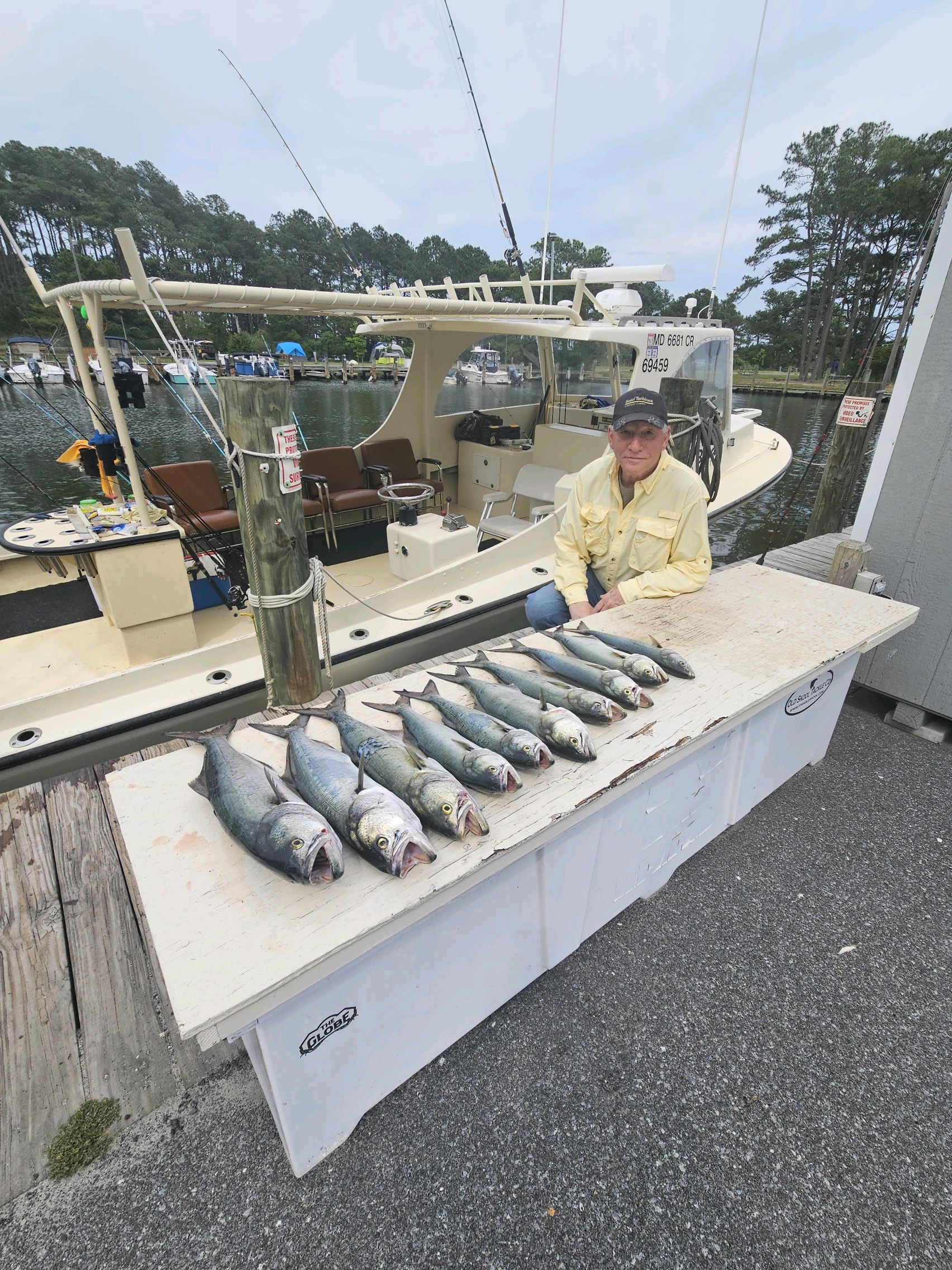 Bluefish With Some Spot Showing Up