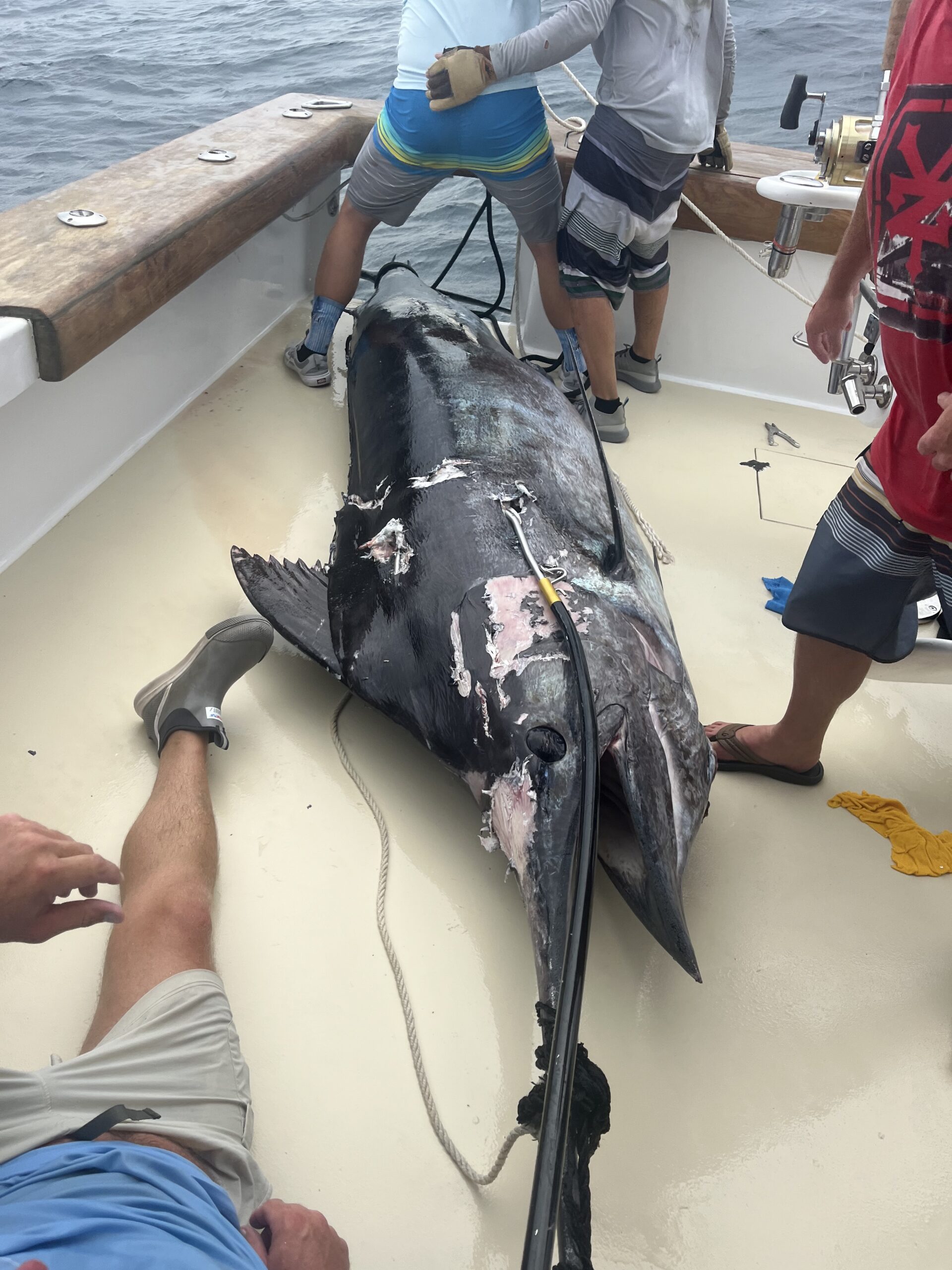 Big Blue Marlin and Another Qualifying White Hit the Leaderboard for Day 4 of The White Marlin Open