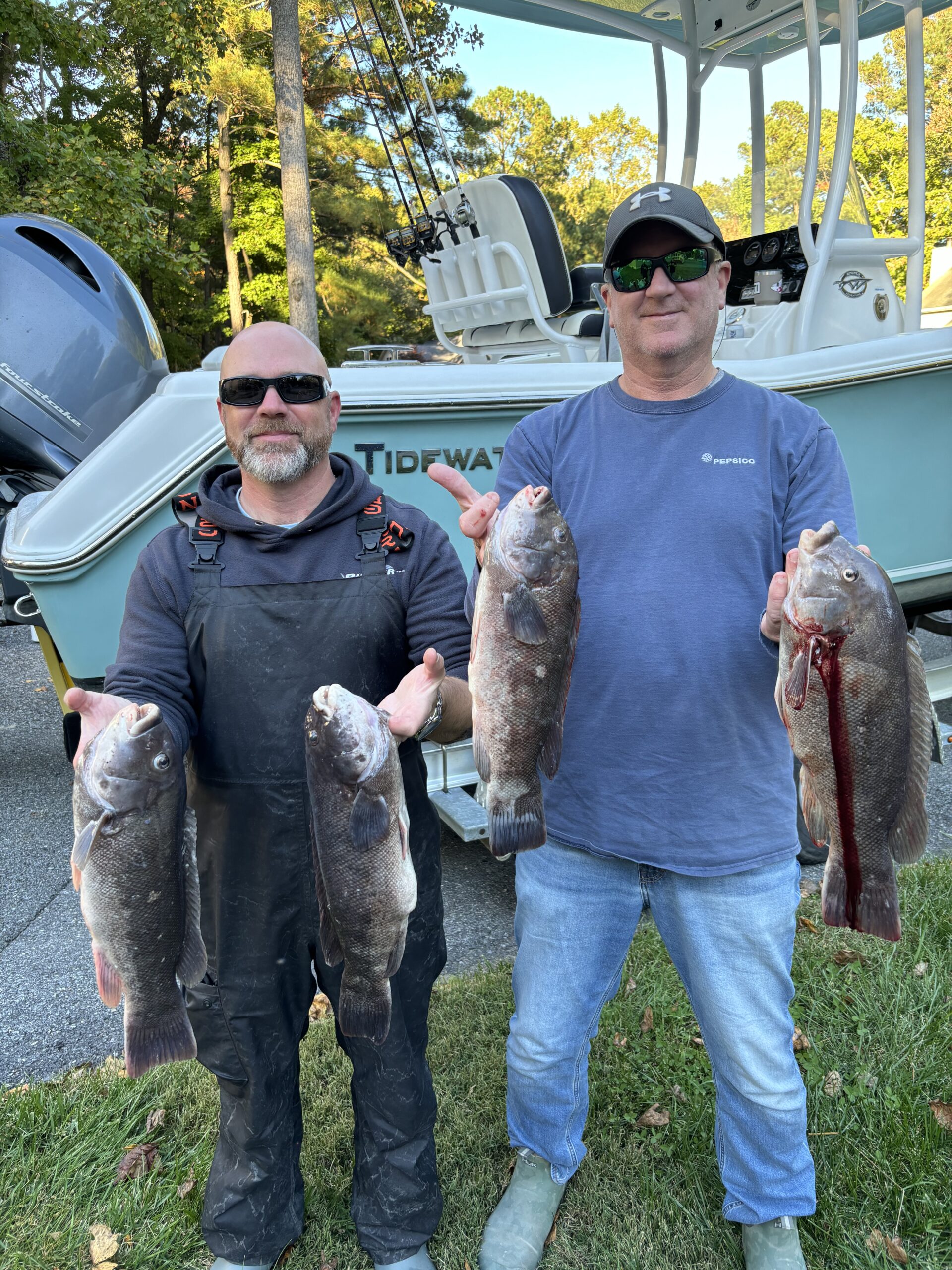 Smaller Sheepshead, But Bigger Tautog